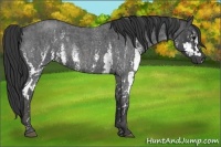 Horse Color:White Spotted Blue Roan Rabicano  Brindle