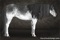 Horse Color:White Spotted Blue Roan Rabicano  Brindle