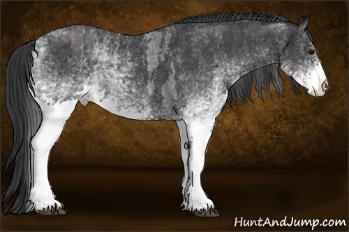 Horse Color:White Spotted Blue Roan Rabicano  Brindle