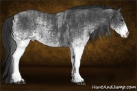 Horse Color:White Spotted Blue Roan Rabicano Brindle