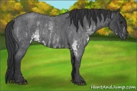 Horse Color:White Spotted Blue Roan Rabicano  Brindle