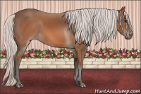 Horse Color:Silver Bay 