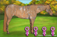 Horse Color:White Spotted Blue Roan Rabicano  Brindle