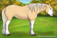 Horse Color:Palomino Roan Splash 