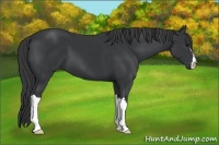 Horse Color:Black 