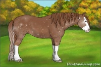 Horse Color:ERROR: UNKNOWN ANOMALY