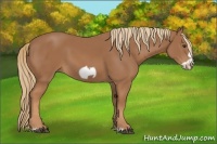 Horse Color:Chestnut Frame 