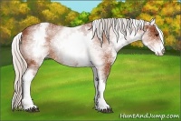 Horse Color:White Spotted Silver Bay 