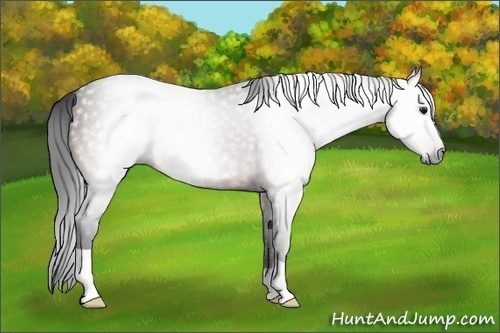 Horse Color:Gray Brown