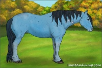 Horse Color:ERROR: UNKNOWN ANOMALY
