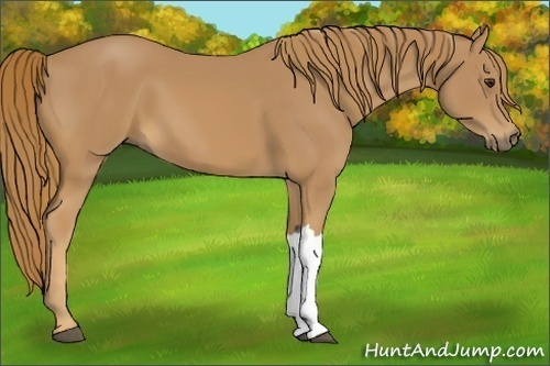 Horse Color: Chestnut 