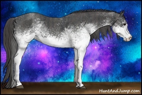 Horse Color: White Spotted Blue Roan Rabicano  Brindle