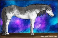 Horse Color:White Spotted Blue Roan Rabicano  Brindle