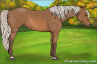 Horse Color:Silver Bay 