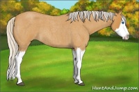 Horse Color:Silver Buckskin Roan Splash 