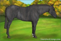 Horse Color:Black Rabicano  Brindle