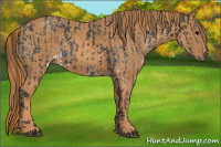 Horse Color:White Spotted Blue Roan Rabicano  Brindle