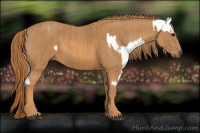 Horse Color:Brown Appaloosa Brindle