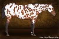 Horse Color:Brown Appaloosa Brindle