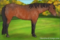 Horse Color:Brown Appaloosa  Brindle