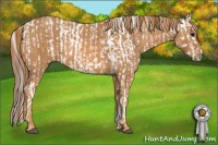 Horse Color:Brown Appaloosa Brindle