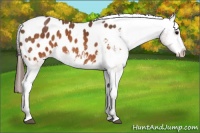 Horse Color:Brown Appaloosa  Brindle