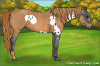 Horse Color:Brown Appaloosa  Brindle