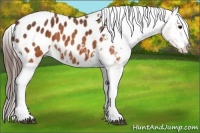 Horse Color:Brown Appaloosa  Brindle