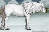 Horse Color:Brown Appaloosa  Brindle