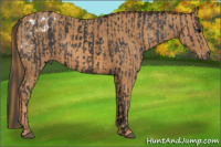 Horse Color:Brown Appaloosa  Brindle