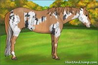 Horse Color:Brown Appaloosa  Brindle