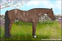 Horse Color:Bay Roan Rabicano  Brindle