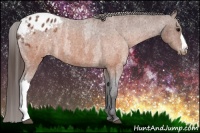 Horse Color:Brown Roan Appaloosa  Brindle