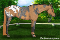Horse Color:Brown Roan Blanket  Brindle