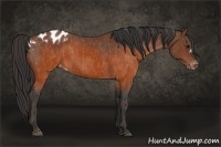 Horse Color:Brown Appaloosa  Brindle