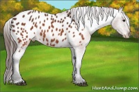 Horse Color:Brown Blanket  Brindle
