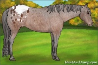 Horse Color:Brown Appaloosa  Brindle