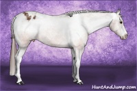 Horse Color:Brown Appaloosa  Brindle