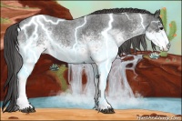 Horse Color:White Spotted Blue Roan Rabicano  Brindle