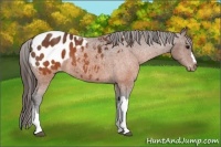 Horse Color:Brown Appaloosa  Brindle