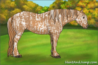Horse Color:Brown Appaloosa  Brindle