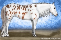 Horse Color:Brown Appaloosa  Brindle