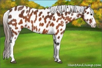 Horse Color:Brown Appaloosa  Brindle