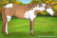 Horse Color:Brown Appaloosa  Brindle