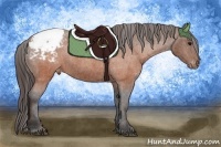 Horse Color:Brown Appaloosa  Brindle
