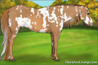 Horse Color:Watercolor Brown Appaloosa  Brindle