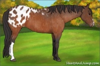 Horse Color:Brown Appaloosa Brindle