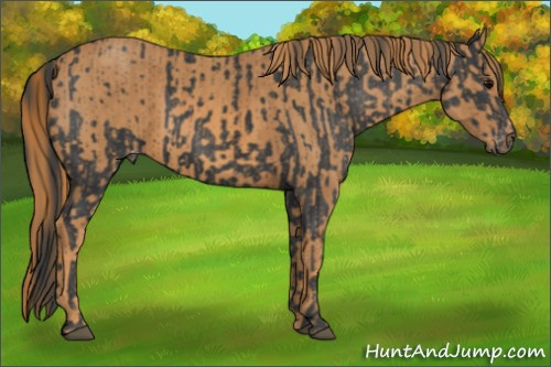 Horse Color: Brown Varnish  Brindle