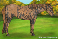 Horse Color:Brown Appaloosa Brindle