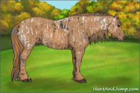 Horse Color:Brown Appaloosa  Brindle